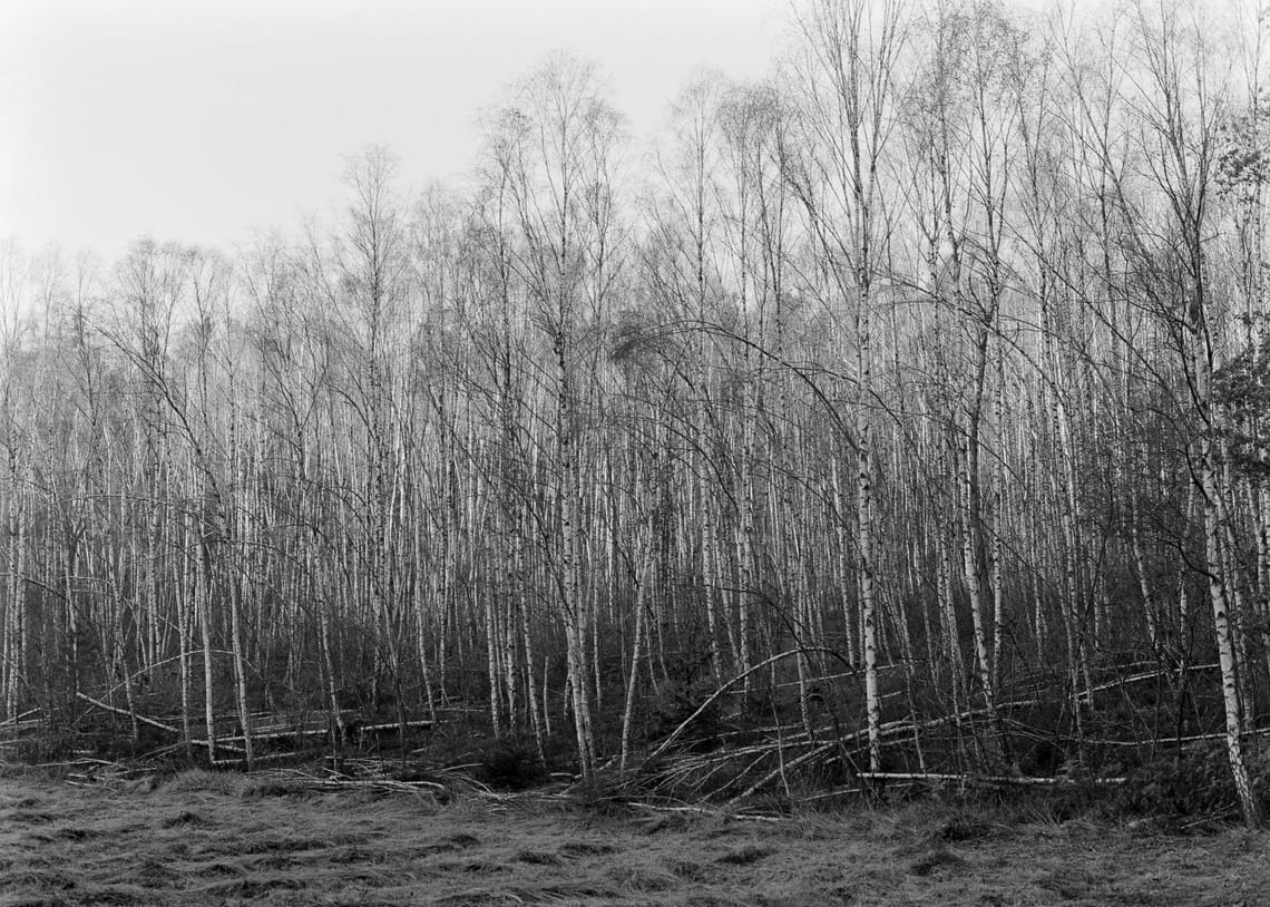 November 2024 – Birches