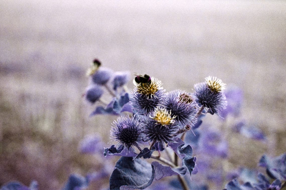 August 2025 – Bumble-bee