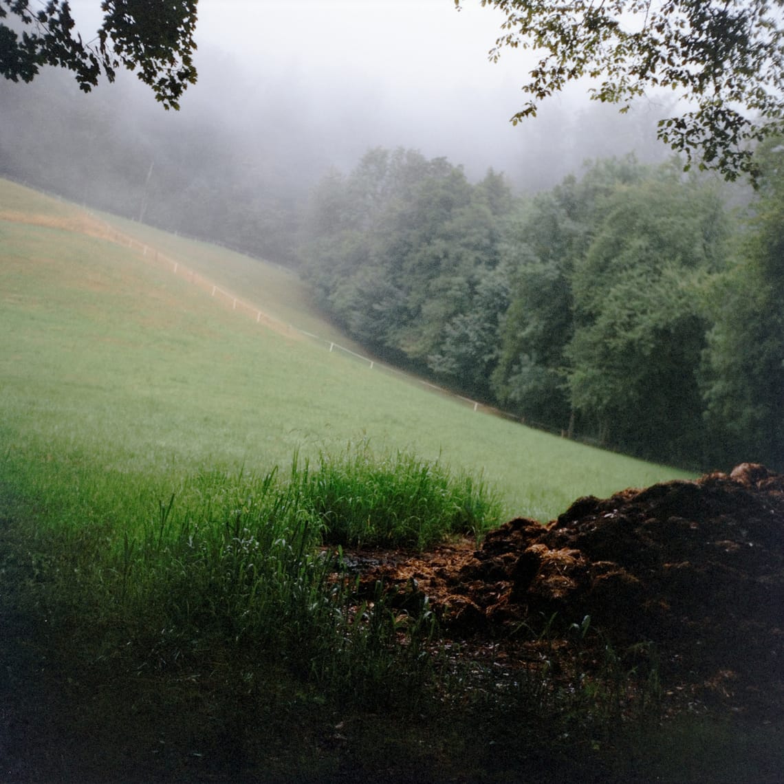 First impressions: Harman Phoenix (I) in medium format