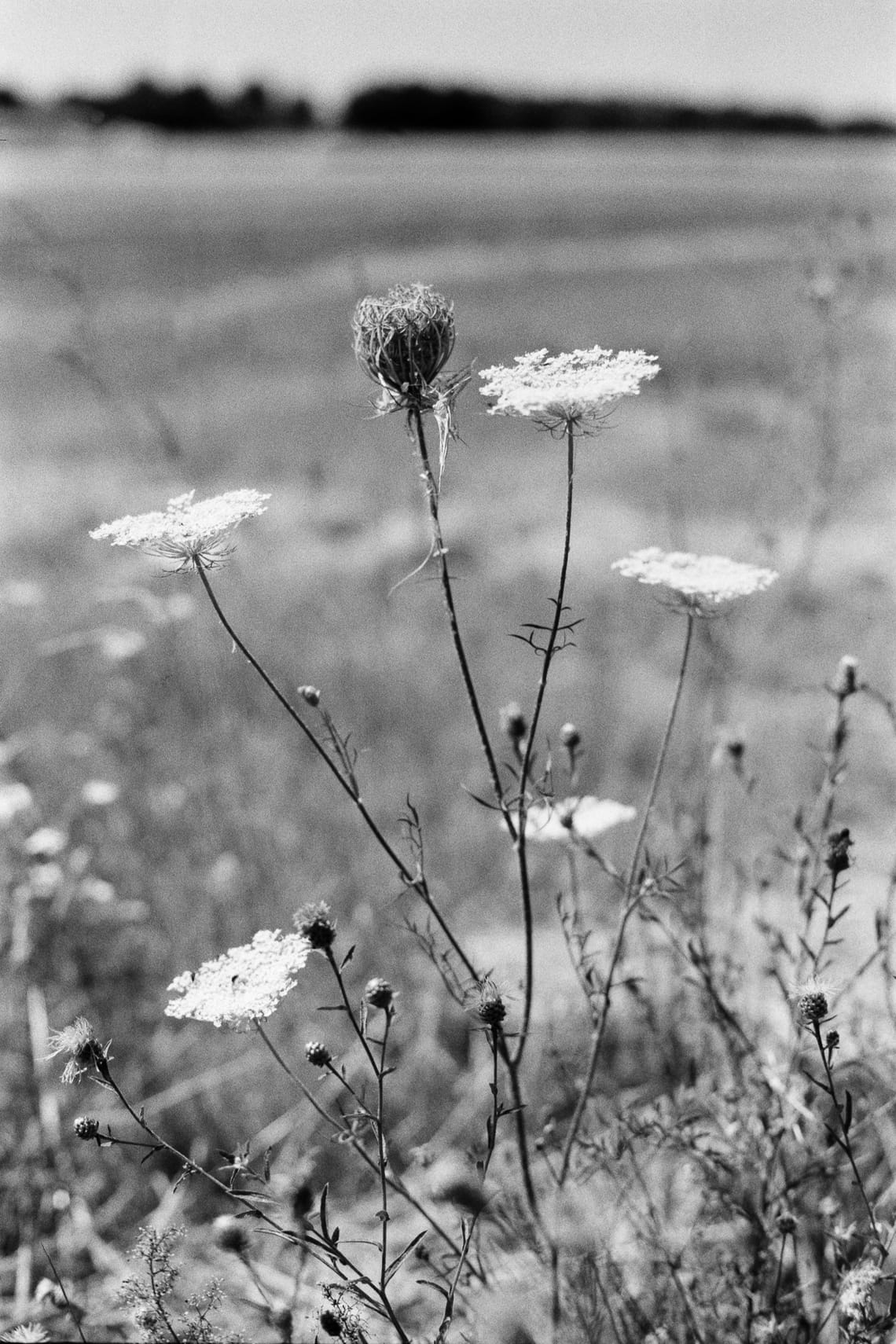 August 2025 – Wild flowers