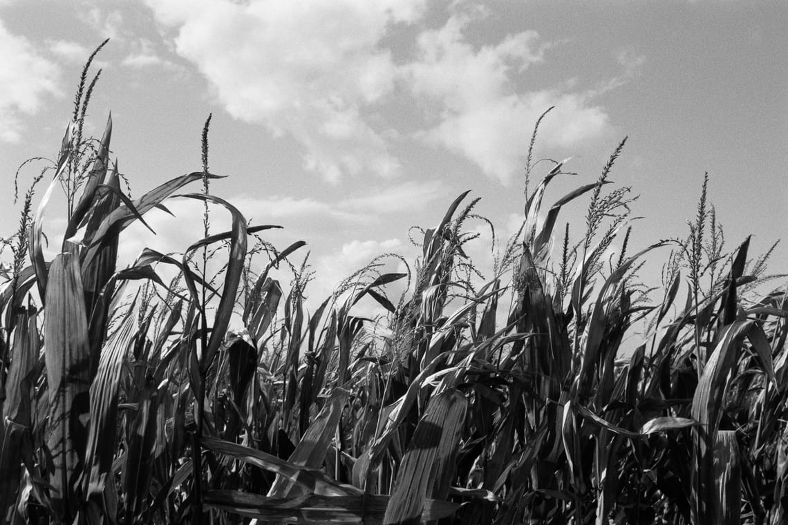 October 2025 – Corn