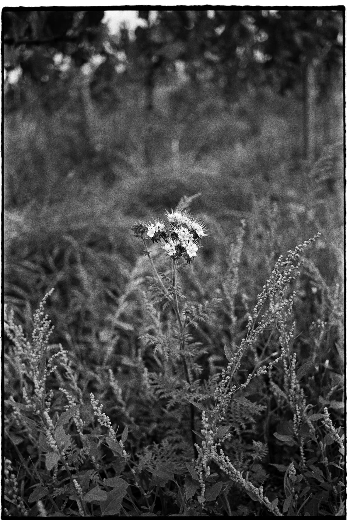 October 2025 – Wild flower