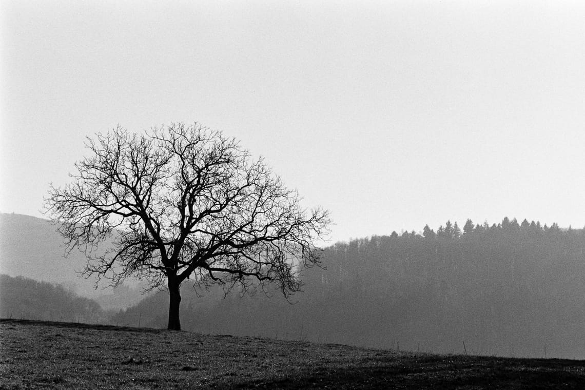 January 2026 – Nikkormat