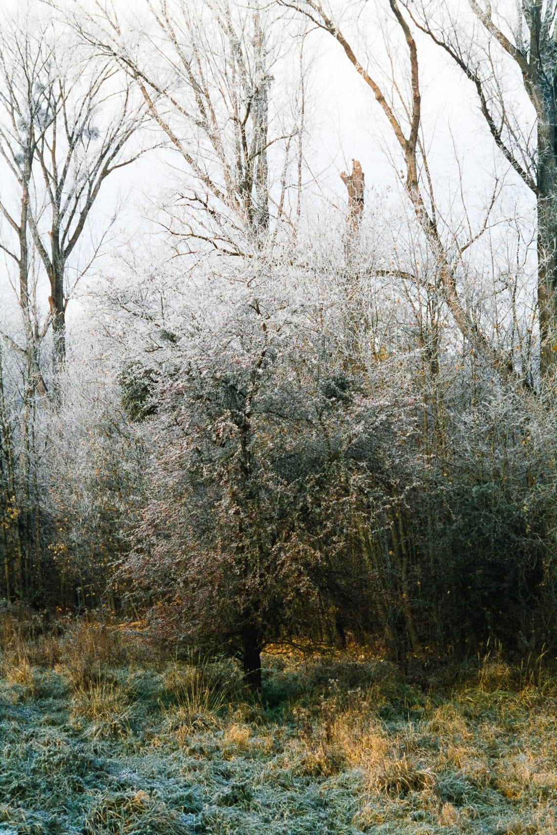 December 2025 – Iced tree