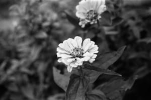 March 2025 – Flower