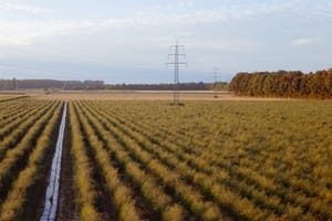 August 2025 – Asparagus