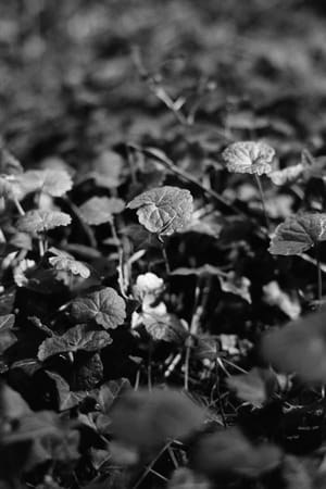 October 2025 – Mite