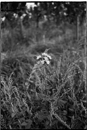 October 2025 – Wild flower