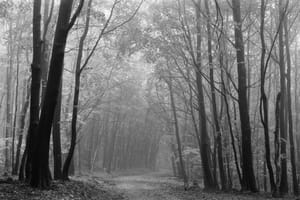 October 2025 – Fog