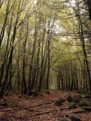 October 2025 – Forest
