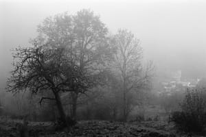 November 2025 – Fog