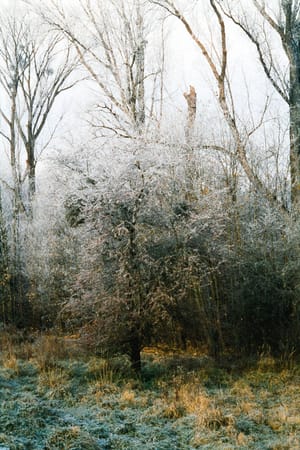 December 2025 – Iced tree